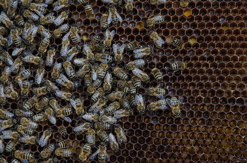 пчёлы Eho Severa