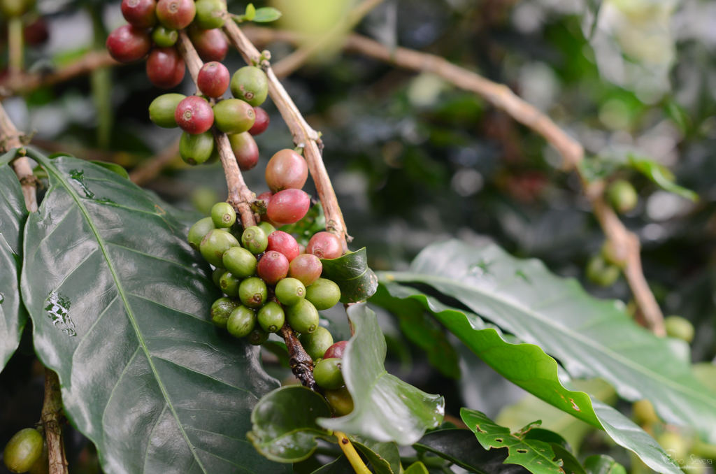 кофе, вьетнамский кофе, кофейная плантация, как приготовить кофе по-вьетнамски