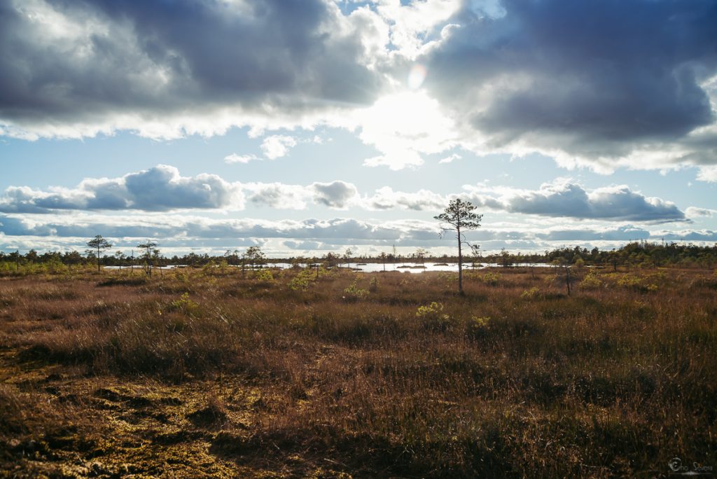Ельня, EhoSevera