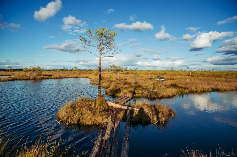 Ельня, EhoSevera