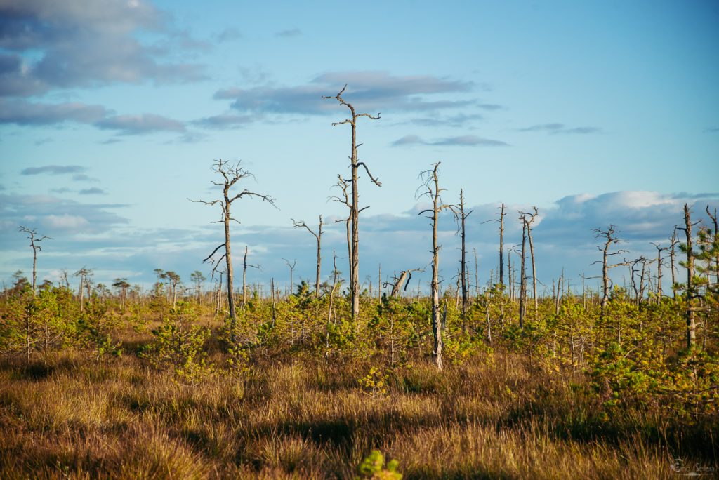 Ельня, EhoSevera